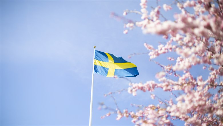 Körsbärsblommor med Svenska flaggan i bakgrunden 