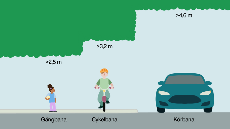 Illustration av hur mycket träd eller buskar får hänga över gång- och cykelvägar samt vägar