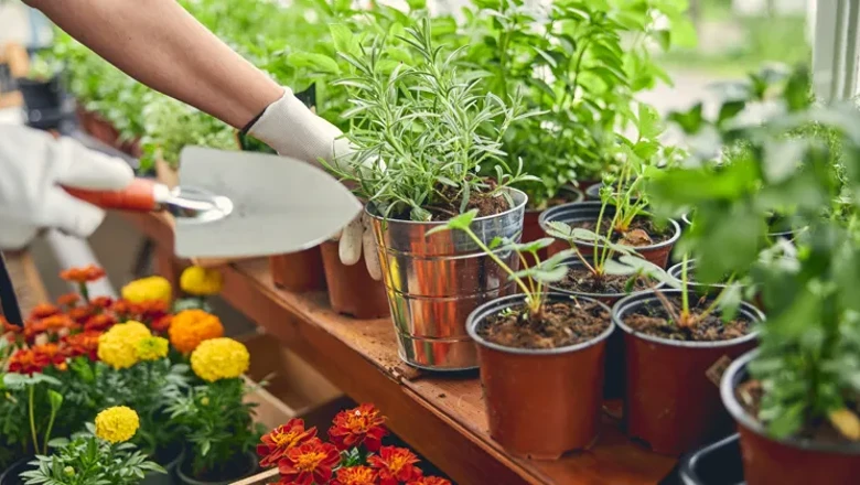 Plantering av växter i krukor.