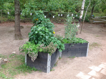 Tre odlingslådor med blomstrande växter i ett Y-format. Växterna stimulerar både smak och luktsinne med bland annat, luktärt, tomat, solros och citronmeliss.